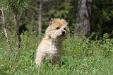 CAIRN TERRIER 148